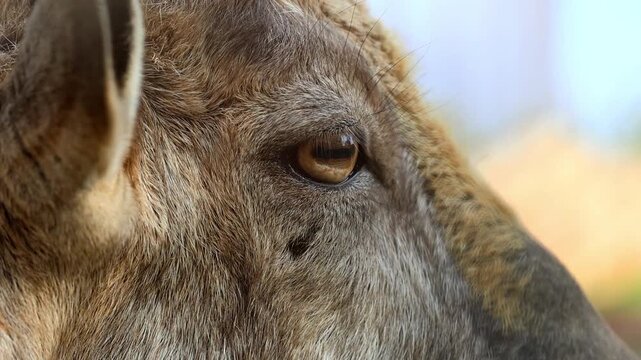Extreme macro close up of an Astor Markhor wild goat eye gazing forward 180fps Captured in Cinematic High Detail Footage
