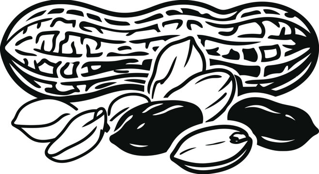 A black and white illustration of a peanut in its shell with several shelled peanuts scattered below.