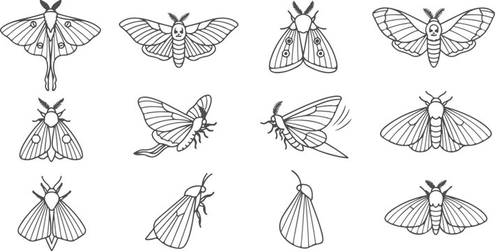 Line art collection of various moths and butterflies set against transparent background.