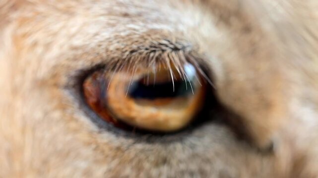 Extreme macro close up of an Astor Markhor wild goat eye gazing forward 180fps Captured in Cinematic High Detail Footage