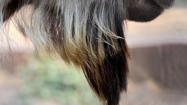 Extreme close up macro texture of Astor Markhor wild goat fur coat 180fps Captured in Cinematic High Detail Footage