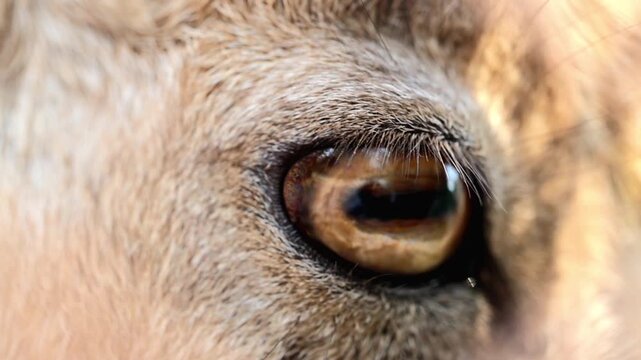 Extreme macro close up of an Astor Markhor wild goat eye gazing forward 180fps Captured in Cinematic High Detail Footage