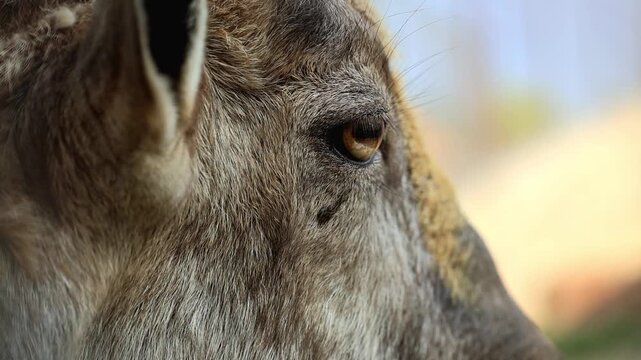 Extreme macro close up of an Astor Markhor wild goat eye gazing forward 180fps Captured in Cinematic High Detail Footage