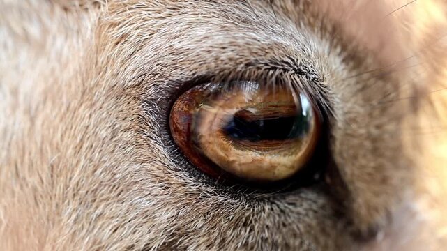 Extreme macro close up of an Astor Markhor wild goat eye gazing forward 180fps Captured in Cinematic High Detail Footage
