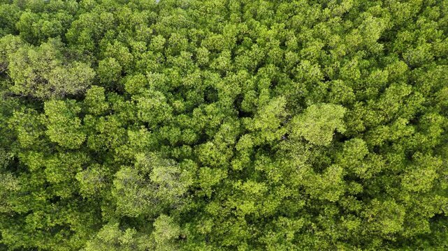 Top-Down Aerial View of Dense Green Mangrove Forest Canopy