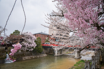 Obraz premium good vibe of full cherry blossom tree along miyagawa river with red nakabashi bridge and walk along old town area of Takayama Japan 