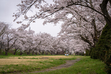 Fototapeta premium full cherry blossom a lot of sakura flowers in miyagawa ryokuchi park beside the river in rainy day Takayama Japan