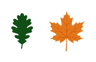Fototapeta premium Two Autumn Leaves Green Oak Leaf and Orange Maple Leaf on White Background