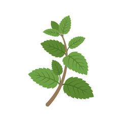 Fresh Mint Leaves on a Stem, Aromatic Herb for Culinary and Medicinal Uses © anwari_adi