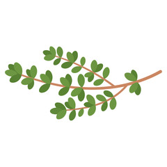 Obraz premium A sprig of thyme with small green leaves on a white background, a simple and clean illustration
