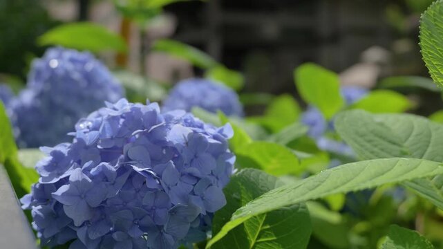 Blue hydrangea flowers swaying in breeze after rain