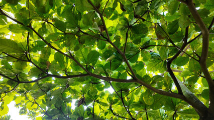 Fototapeta premium Looking up at a vibrant canopy of green leaves filtering sunlight creating a serene atmosphere