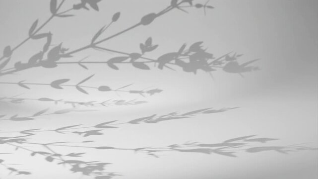 Natural leaf shadow overlay on white wall for aesthetic background video clip.