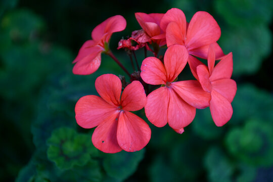 red geranium flower in the garden