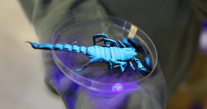 Close-up view of fluorescent scorpions glowing bright blue under ultraviolet light.