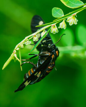 Wasp Mimic Moth (Amata sp.) Resting on Flowering Wild Plant Stem in Tropical Rain forest, Sri Lanka