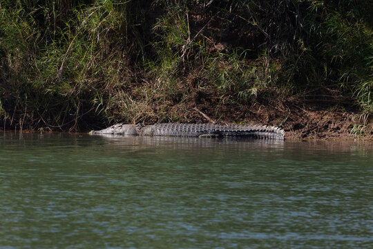 A large saltwater crocodile on the bank of the Ord River in the Kimberely's, Western Australia