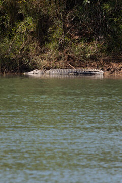 A large saltwater crocodile on the bank of the Ord River in the Kimberely's, Western Australia