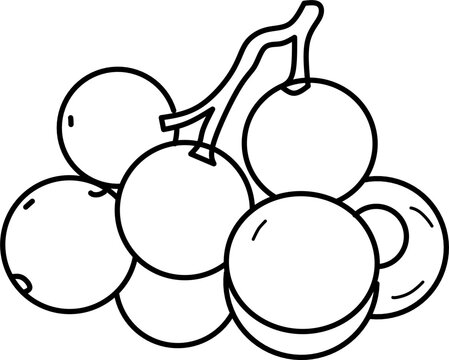 Simple langsat fruit (duku) line art vector illustration featuring whole and peeled fruit. Perfect for coloring books, educational materials, tropical fruit themes, and printable projects.