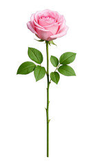 Obraz premium PNG Elegant pink rose with leaves