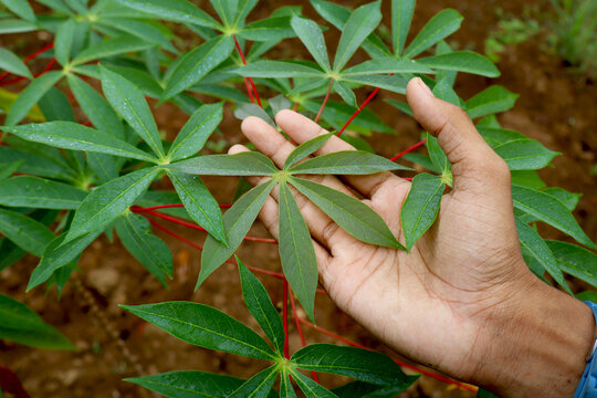 Close up of a farmer's hand touching cassava plant leaves in the field. 