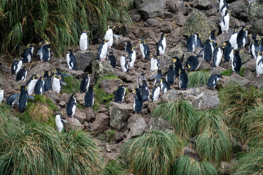 Colony of northern rockhopper penguins (Eudyptes moseleyi) on Gough Island in the South Atlantic Ocean