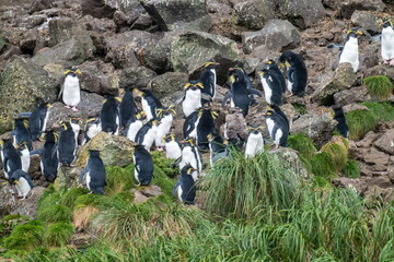 Colony of northern rockhopper penguins (Eudyptes moseleyi) on Gough Island in the South Atlantic Ocean © Angela