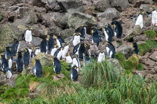 Colony of northern rockhopper penguins (Eudyptes moseleyi) on Gough Island in the South Atlantic Ocean