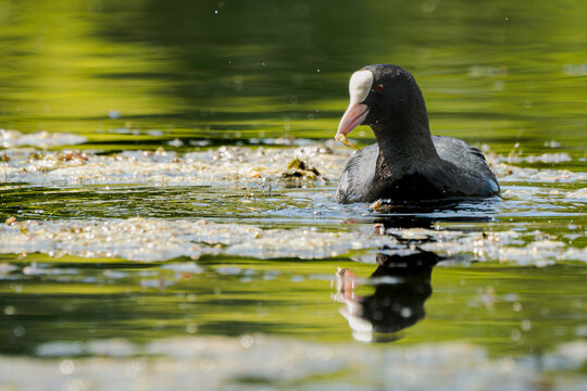 Eurasian coot swimming in Swan Pond at Putbus Castle Park on R&uuml;gen