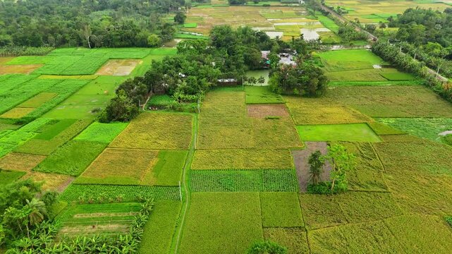 green rice field  drone 4K video in a village of bangladesh, green landscape 