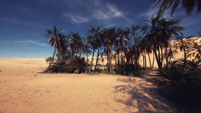 sunlit desert oasis with palms, golden sand and distant dunes solo traveler resting on shade edge, photographer scouting compositions, botanist examining palm