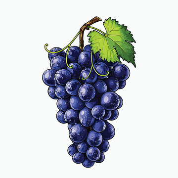 Glossy grape cluster with vine and leaf vector illustration