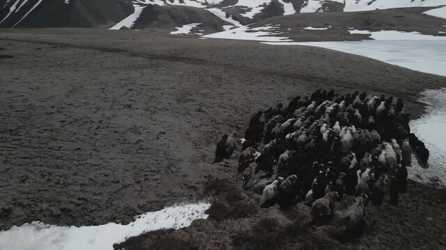 Aerial orbit shot of wild yak herd grazing on melting spring mountain meadow with snow patches. Drone flying around animals. RAW flat profile uncorrected video footage.