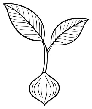 Black and White Line Drawing of Sprouting Bulb with Two Leaves