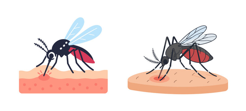 Cartoon Mosquito Biting Human Skin Flat Illustration for Malaria and Dengue Awareness