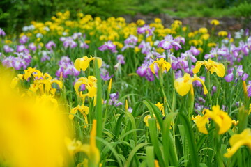 Obraz premium 黄色や紫色の鮮やかな花を咲かせる花菖蒲【奈良県】