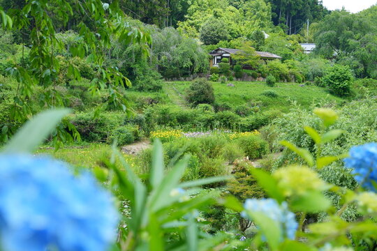 里山に咲く紫陽花と睡蓮と花菖蒲【6月】