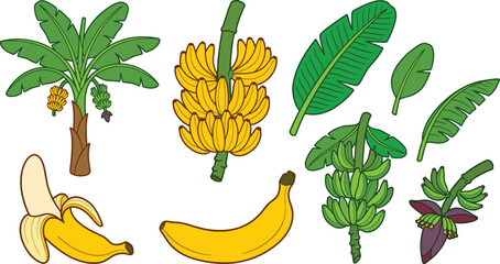 Banana tree vector illustration element set with yellow bunch green raw fruit peeled banana leaf blossom stalk cartoon isolated clip art © ms