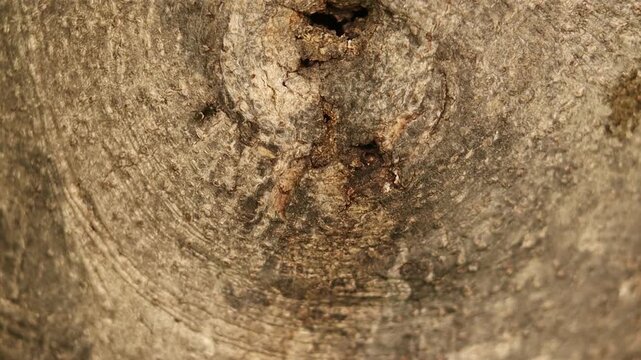ara&ntilde;a