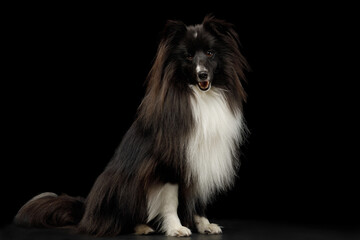 Obraz premium Shetland Sheepdog sitting in frontal view on black background, full body studio portrait