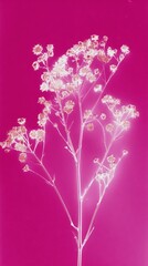 Obraz premium Delicate white flowers on pink.