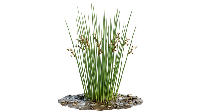 Soft rush plant juncus effusus growing in mud isolated on transparent background