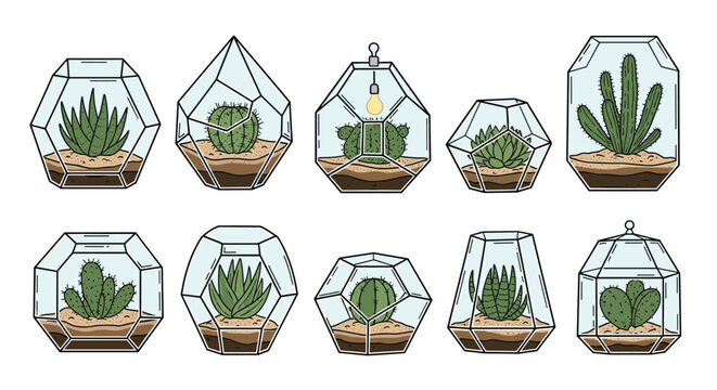 Green succulent plants and cacti are beautifully arranged in decorative geometric glass terrariums for modern indoor gardening projects.