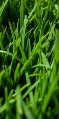 Fototapeta premium Close-up of dense, realistic artificial grass blades showing texture and natural color variation in soft lighting, soft light, lawn texture