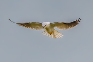 Fototapeta premium Black-shouldered Kite searching for prey in the overcast sky