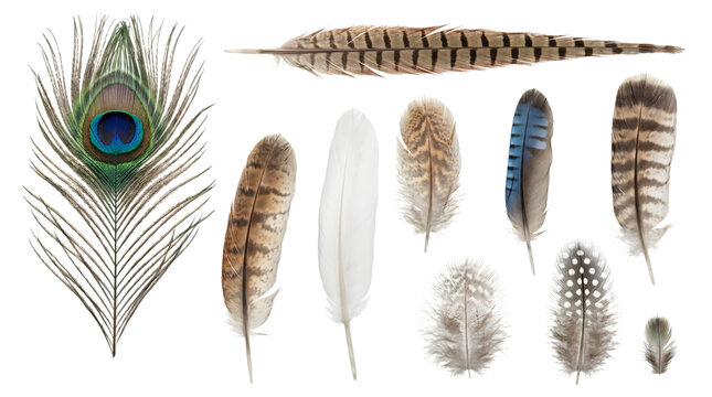 Collection of various bird feathers isolated on transparent background