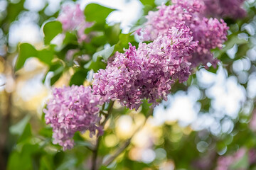 Obraz premium Andenken An Ludwig Spaeth Purple Lilac Bloom