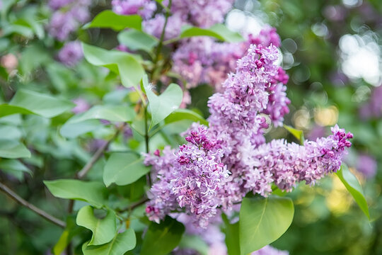 Double-flowered Michel Buchner lilac variety blooming in a botanical garden with selective focus