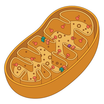 Mitochondria 3D cartoon cross-section illustration, cristae inner membrane matrix ATP synthase, cellular energy anatomy medical education
