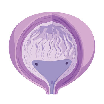 Urinary bladder 3D cartoon illustration, interior detrusor muscle transitional epithelium urothelium, storage anatomy medical education